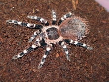 Acanthoscuria geniculata  L7