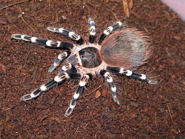 Acanthoscuria geniculata  L7