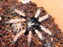 CH.CYANOPUBESCENS  L1