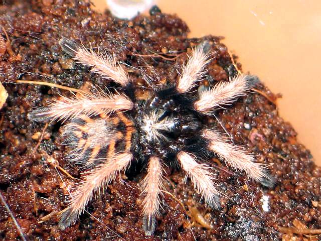 CH.CYANOPUBESCENS  L1
