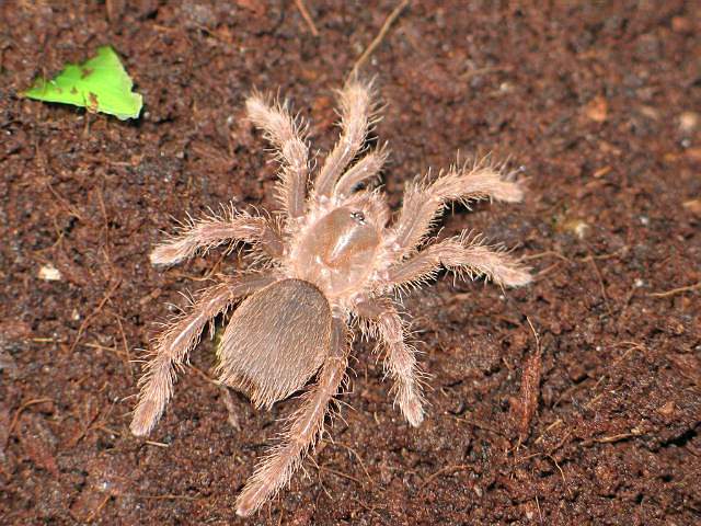 Citharischius crawshayi  L3