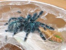 Avicularia versicolor L5