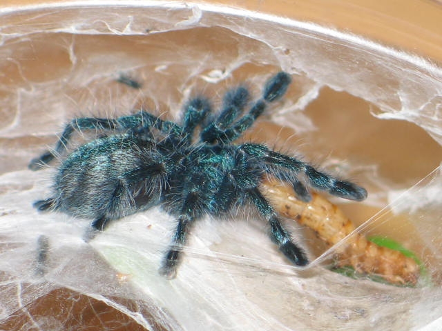Avicularia versicolor L5