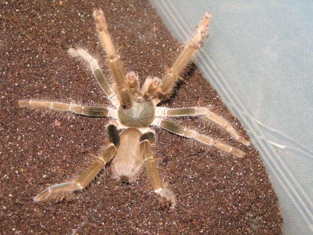 Hysterocrates gigas