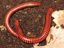 Aphistogoniulus corallipes(Madagaskar)