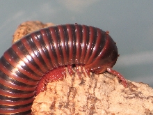 Spirostreptidae sp.(Benin,Ghana,Togo)