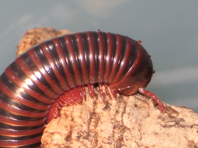 Spirostreptidae sp.(Benin,Ghana,Togo)