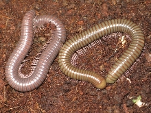 Telodeinopus aouti (Kenia)
