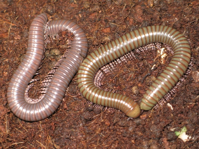 Telodeinopus aouti (Kenia)