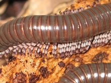 Telodeinopus aouti (Kenia)