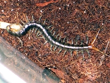 Ethmostigmus trigonopodus"tanzanian blue-ring leg" (Tanzania)