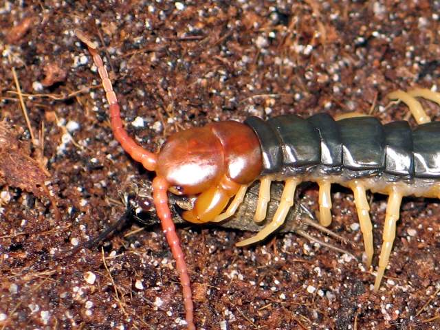 Scolopendra subspinipes mutilans "yellow leg"