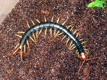 Scolopendra subspinipes mutilans "yellow leg"