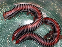 Aulacobolus rubropunctatus (Vietnam,Laos,Kambod¿a)