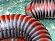 Aulacobolus rubropunctatus (Vietnam,Laos,Kambod¿a