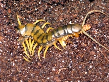 Scolopendra cingulata (Penelopez)