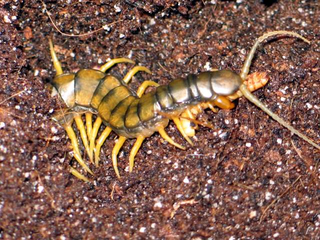 Scolopendra cingulata (Penelopez)