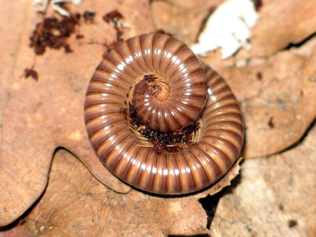 Spirostreptidae sp.