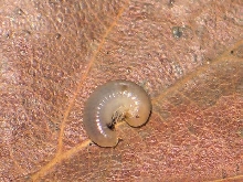 Ephibolus pulchripes (Kenia,Tanzania)