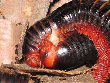 Ephibolus pulchripes (Kenia,Tanzania)