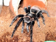 brachypelma vagans