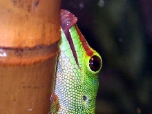felsuma