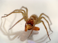 Tegenaria atrica