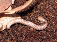 Spirostreptidae sp.(???)