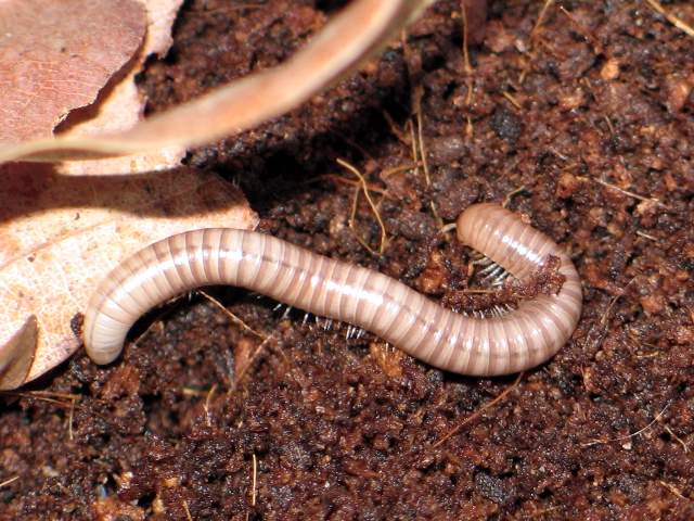 Spirostreptidae sp.(???)