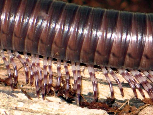 Telodeinopus aoutii (Kenia)