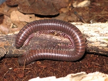 Telodeinopus aoutii (Kenia)