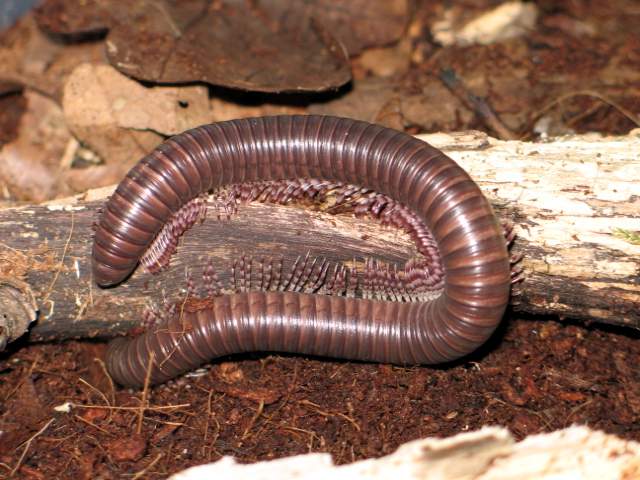 Telodeinopus aoutii (Kenia)