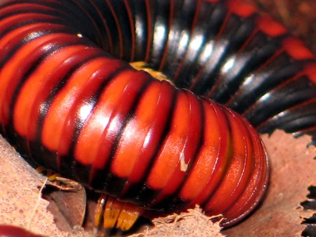 Aphistogoniulus corallipes(Madagaskar)