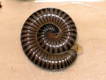 Spirostreptidae sp.(???)