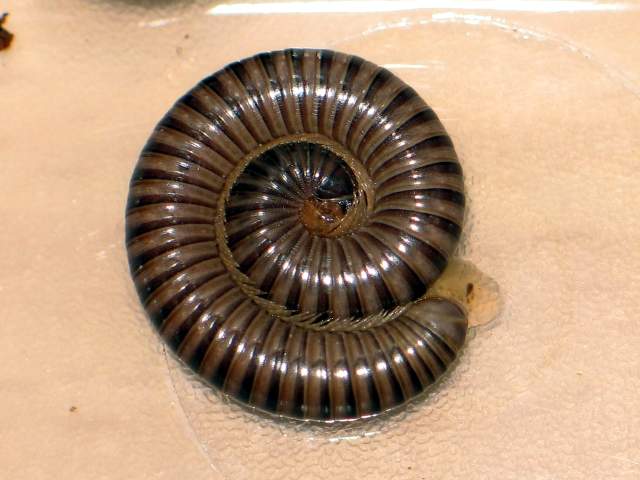 Spirostreptidae sp.(???)
