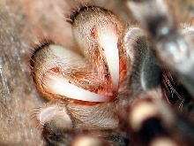 n.coloratovilosus