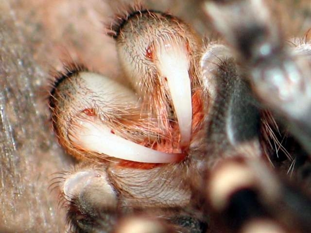 n.coloratovilosus