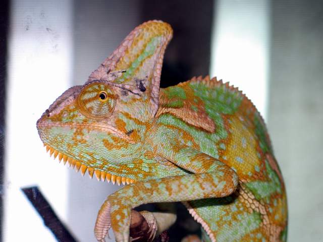 chamaleo calyptratus