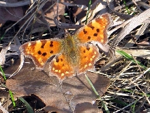 motyl
