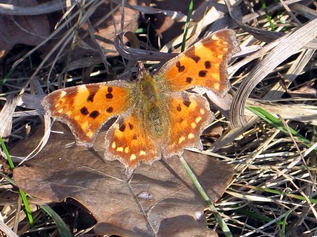 motyl