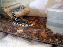 my kingsnake.