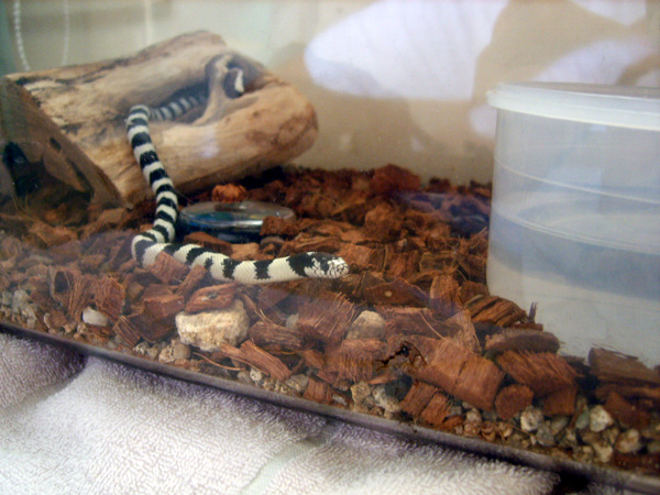 my kingsnake.
