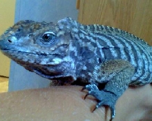Walter