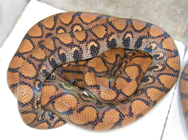 brazilian rainbow boa