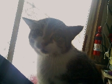 tonks early