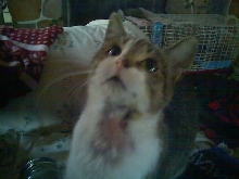 tonks neck