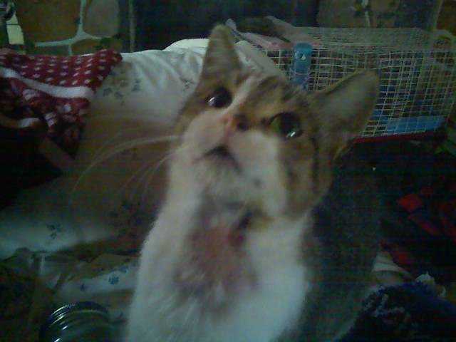 tonks neck