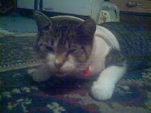 tonks sweater