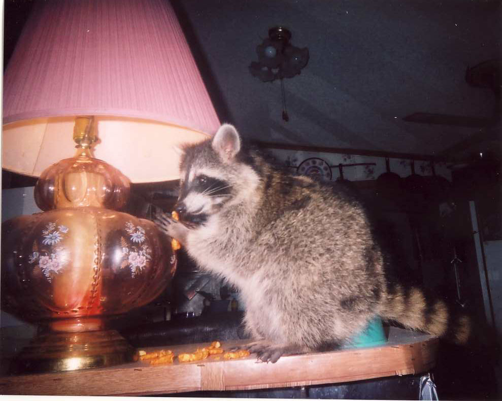 lampwhee