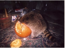 pumpkinwhee